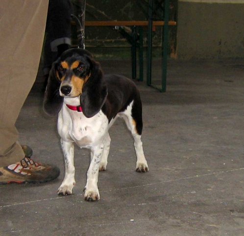 Bernerniederlaufhunde15