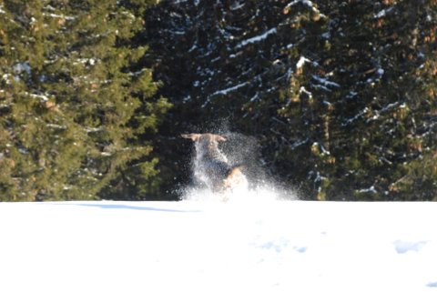 Hund im Schnee in Romoos