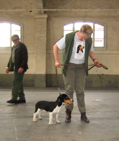 Bernerniederlaufhunde16