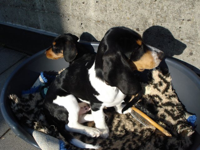 Bernerniederlaufhunde2