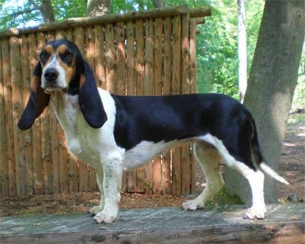 Bernerniederlaufhunde6