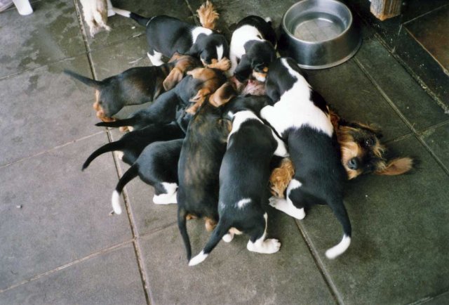 Bernerniederlaufhunde13