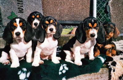 Bernerniederlaufhunde11