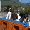 Bernerniederlaufhunde1