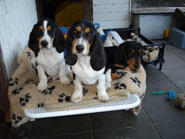 Bernerniederlaufhunde4