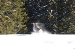 Hund im Schnee in Romoos