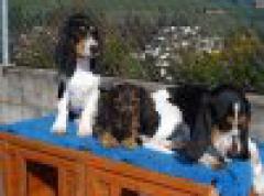 Bernerniederlaufhunde1