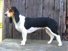 Bernerniederlaufhunde5