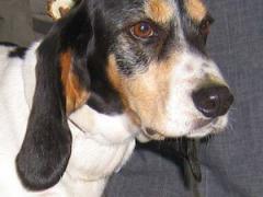 Bernerniederlaufhunde17