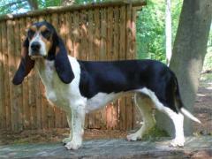 Bernerniederlaufhunde6