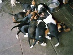 Bernerniederlaufhunde13