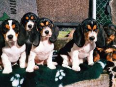 Bernerniederlaufhunde11