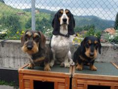 Bernerniederlaufhunde8