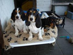 Bernerniederlaufhunde4
