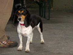 Bernerniederlaufhunde15